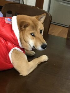 サイズはＸＬ・・・