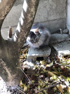 春がきた！