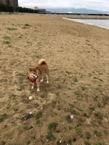 愛犬「もも」