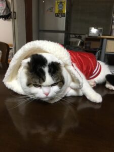 僕にXLは大き過ぎ・・・