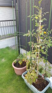 葉っぱが少し枯れています