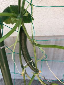 庭に植えてるキュウリ