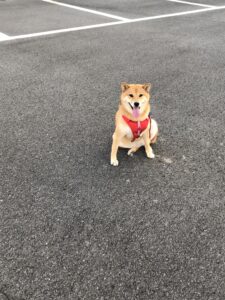 だんだん朝が早くなるぅ・・
