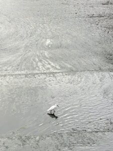 朝のお散歩　第2弾