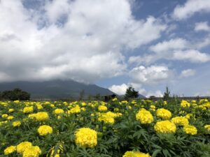 秋といえば