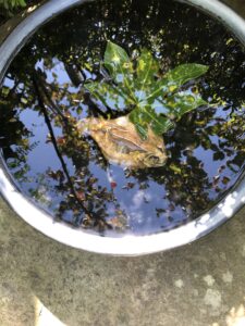 石ころたちの動物園