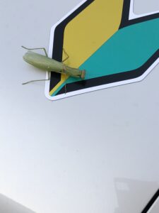 大の苦手ですが・・・