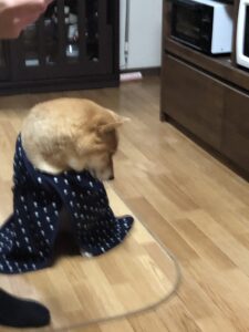 本年もどうぞ宜しくお願い申し上げます