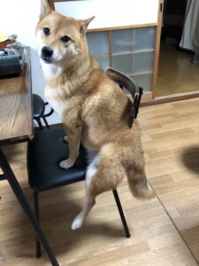 豆柴