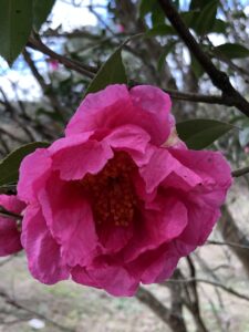 大分農業文化公園