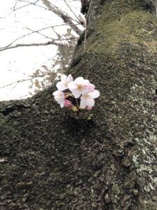 板山の桜