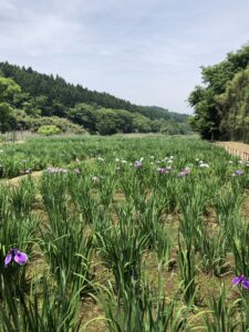 菖蒲園