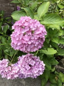 紫陽花を見に朝地町の普光寺