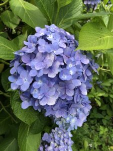 紫陽花を見に朝地町の普光寺