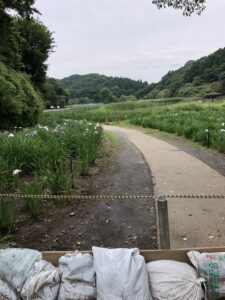 ２度目の菖蒲園