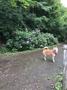 ２度目の菖蒲園