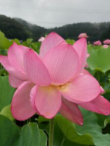 写真もたくさん撮れました