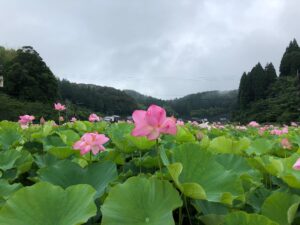 臼杵の「石仏の里 蓮まつり」