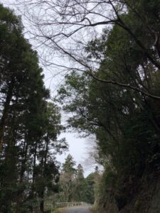 林