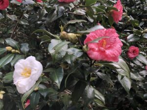 一本の木から紅白で咲いていたり