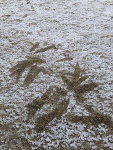 雪の日の楽しみ（犬の）