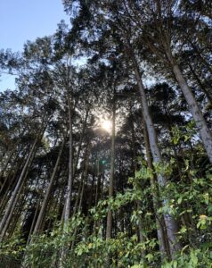 散歩(乙原･謎のハイキングコース編)