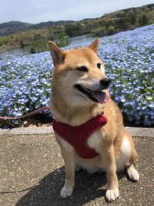 青い花・ネモフィラ