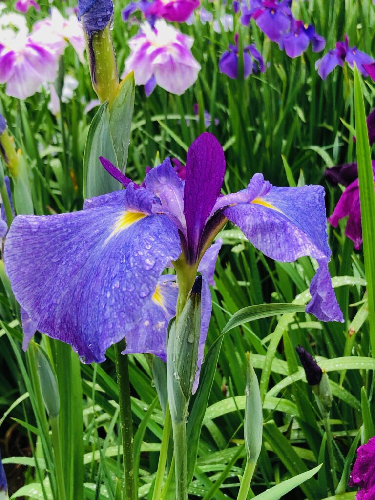 神楽女湖では、約80種、15,000株の花菖蒲