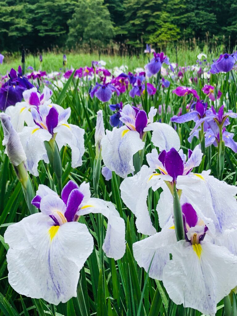 神楽女湖では、約80種、15,000株の花菖蒲