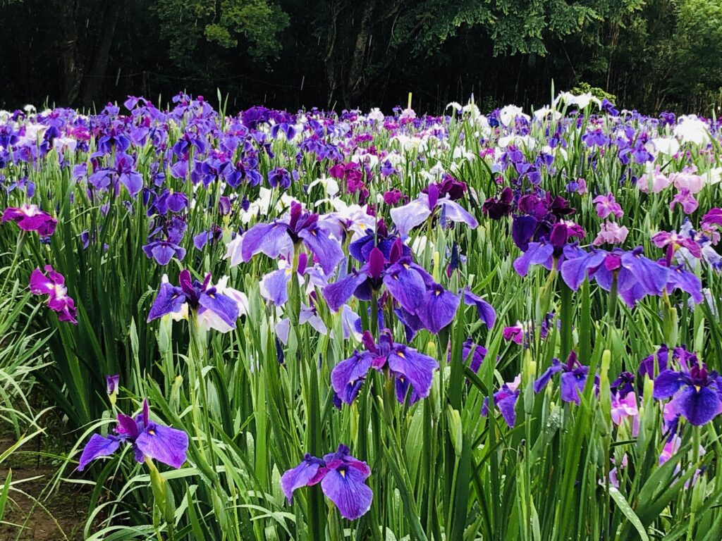 神楽女湖では、約80種、15,000株の花菖蒲