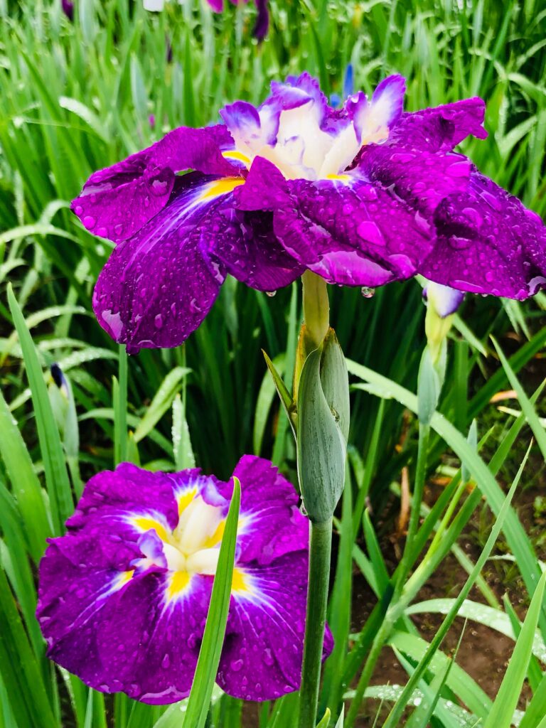 神楽女湖では、約80種、15,000株の花菖蒲