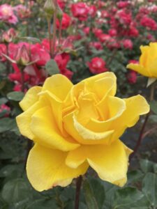 宇佐市にある千歳農園の
バラ園