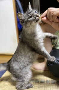 🐈派❓