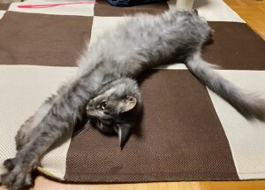 🐈派❓