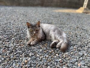 🐈派❓