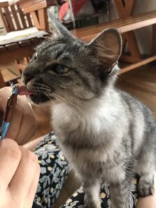 🐈派❓