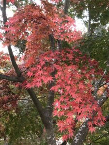 紅葉もきれい