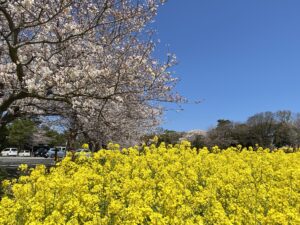 お花見🌸