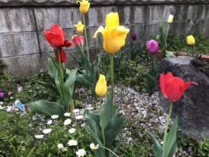 桜の次は・・・