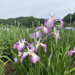 花菖蒲を観に神楽女湖へ