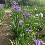 花菖蒲を観に神楽女湖へ
