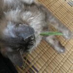 猫じゃらし😻