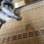 猫じゃらし😻