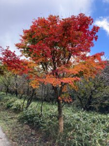 紅葉一番乗り🍁