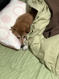 朝の気温