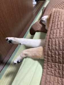 朝の気温