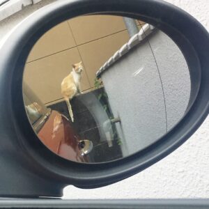 とある１日。。。🐈