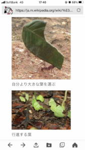ハキリアイ